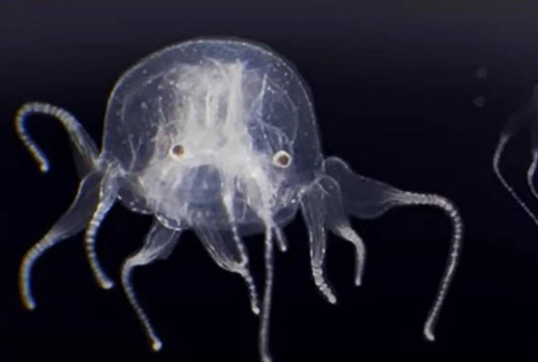 24 gözü var, şeffaf ve renksiz gövdeli! Bilim insanları bile şaşkın, ne kadar tehlikeli olduğu bilinmiyor 3